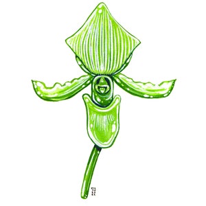 Paphiopedilum Maudiae Orchid, Original Watercolor Painting