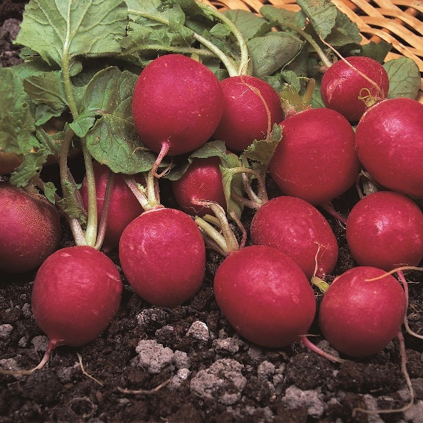 Radish Cherry Belle - 450 Fresh UK Vegetable Seeds, Non-GMO, Heirloom, Fast Growing, Red Radish