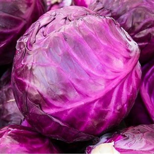 Cabbage Red Drumhead x 500 Seeds