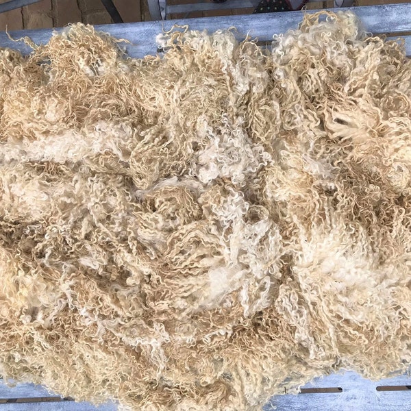 Teeswater Wool - Washed - whole fleece, 10-11" long and beautiful locks, weight is 2kg