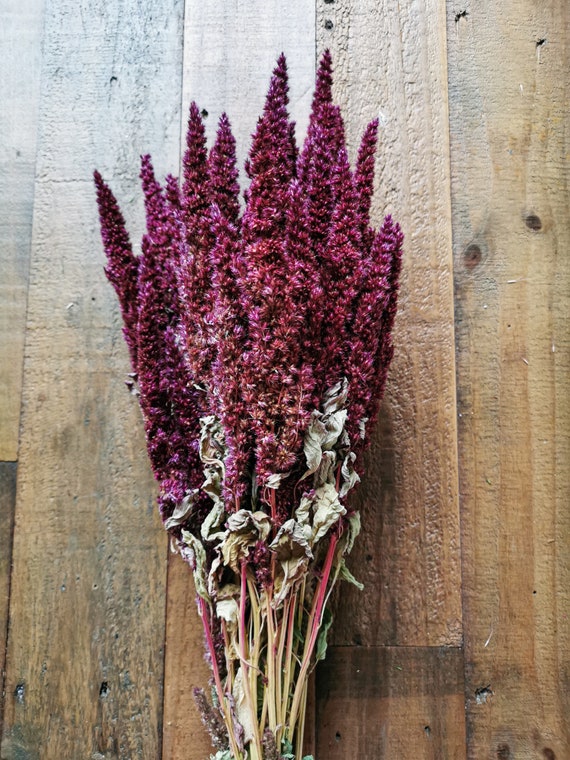 Dried Maroon Amaranthus Flower | Amaranthus | Purple Flower | DaisyODwyersFlorist
