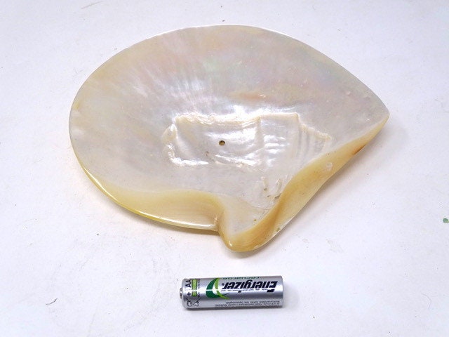 Nacre Coquille de Mollusque Huître Perlière Moule Plaquettes Hexagonales d'aragonite Iridescentes Co