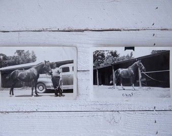 Vintage Photographs  Black And White of Draft Horse