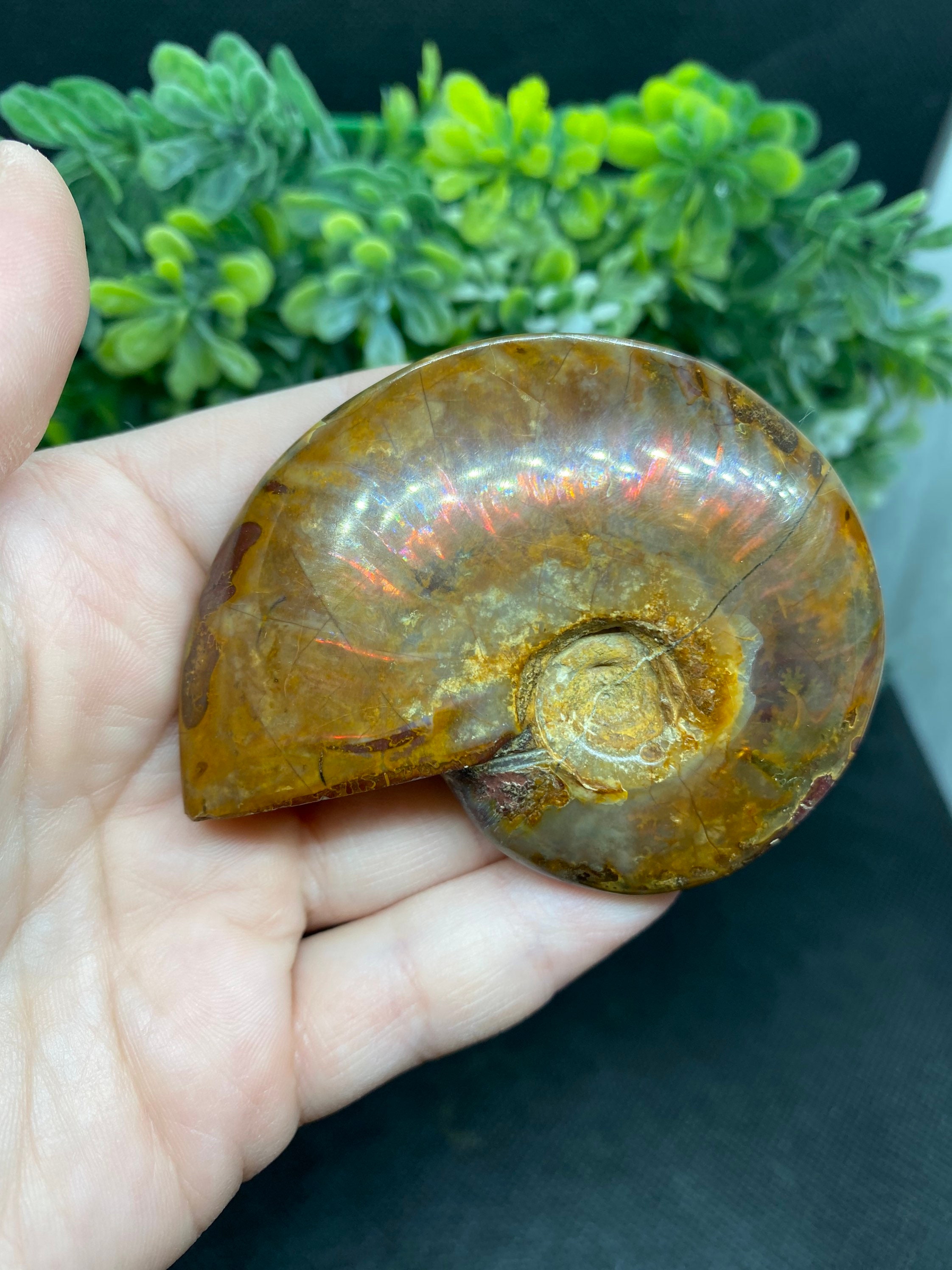 opalized ammonite fossil opalized ammonite fossil