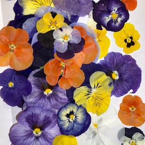 gepresste Trockenblumen /10er Mix Stiefmütterchen