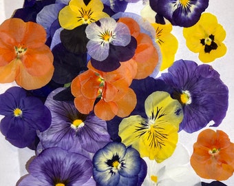 pressed Dry flowers /10 count mix pansy flowers/