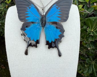 Real Papilio Ulysses Butterfly Necklace, Blue Butterfly Wing Pendant, Handmade Taxidermy Jewelry, Nature Lover Gift, Entomology Gift for Her