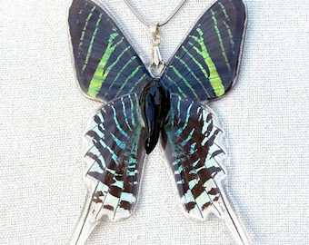 Real Urania leilus Moth Butterfly/ handmade jewelry /butterfly necklace / birthday gift