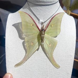 Halskette mit echtem Schmetterling / handgemachter Anhänger / Lunar