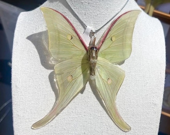Real Luna Moth Necklace | Handmade Luna Moth Jewelry | Nature Inspired Pendant | Real Moth Specimen | Statement Necklace | Gift for Nature L