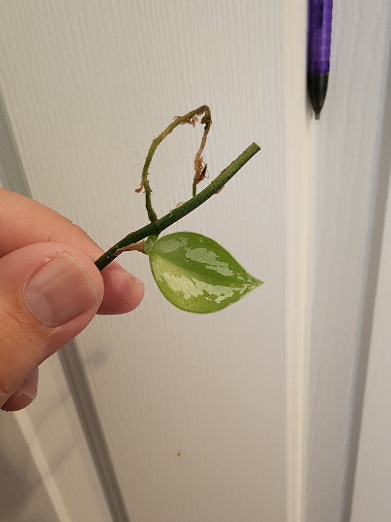 Scindapsus Haask 'snake Scale' Plant Nodes/ Wet Sticks Etsy Australia