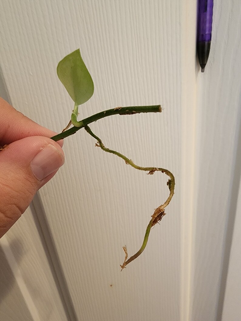 Scindapsus Haask 'snake Scale' Plant Nodes/ Wet Sticks Etsy