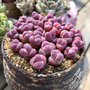 Lithops optica Rubra 10 Seeds Rare Succulent Seeds Living Stones Seeds Indoor/Outdoor Plant seed Living Stone Seed