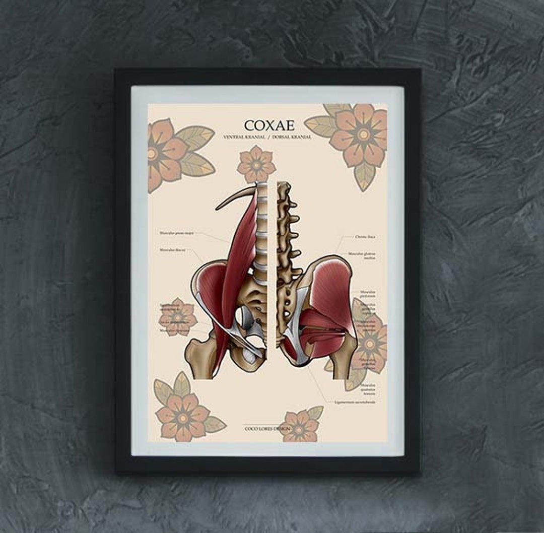 Sport-Tec Muskelsystem Poster 70x50cm - Anatomie Chart Für Medizin & Training