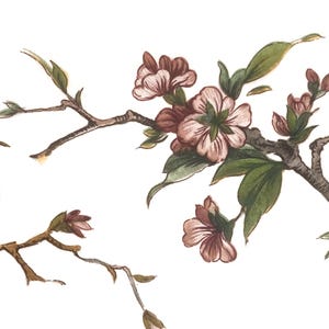 May include: Watercolor illustration of flowering branches with pink blossoms and green leaves. The branches are a dark brown color, and the flowers have a delicate appearance. The image is set against a white background.