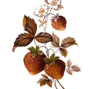 May include: Watercolor illustration of a strawberry plant with two ripe strawberries, white flowers, and brown leaves. The image is set against a white background, highlighting the detailed botanical artwork. The strawberries are a reddish-brown color.