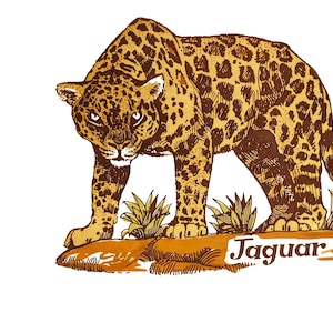 Może przedstawiać: Ilustracja ręcznie rysowana przedstawiająca jaguara stojącego na skale z zielonym listowiem. Jaguar jest brązowy i żółty w czarne plamy. Tekst "Jaguar" jest napisany pod jaguarem.