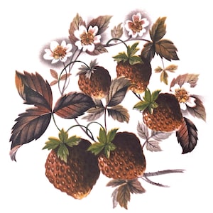 May include: Watercolor illustration of strawberries with green leaves, brown stems, and white flowers. The strawberries are a deep brown color, and the leaves have a gradient of brown and green. The flowers have yellow centers.