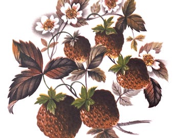 Strawberry Blossoms Feature: Vintage Ceramic Decals, Water-Mount, Kiln-Fire (Lot of 6)