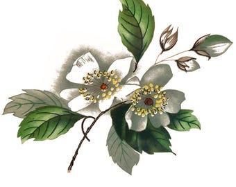 Dogwood Blossoms 3-1/8" Green Leaf, Ceramic Decals: Vintage Water-Mount, Kiln Fire (Lot of 12)
