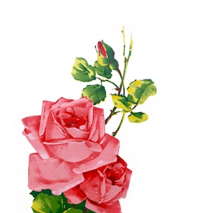 May include: A pink rose with a bud, surrounded by green leaves, on a white background.