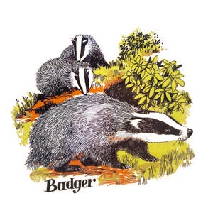 May include: Illustration of three badgers in a natural setting. The badgers have black and white striped faces and gray fur. The word "Badger" is written in black script at the bottom of the image. The background includes yellow and green foliage.