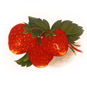 Rote Erdbeeren: Vintage Keramik Abziehbilder, Wasserhalterung, Ofenfeuer (Lot von 30)