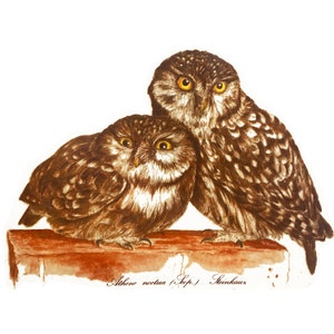 May include: Two brown and white owls perched on a wooden branch. The owls have large, round eyes and are looking directly at the viewer. The text "Athene noctua (Scop.) Steinkraus" is written below the owls.