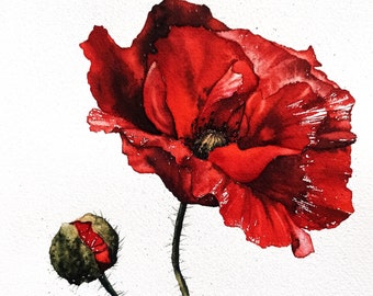Puede incluir: Pintura de acuarela de una amapola roja con dos capullos. La flor está en plena floración y tiene una apariencia delicada y en capas. Los capullos son verdes y cerrados.