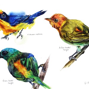 Pájaros coloridos, Pintura original de pájaros en acuarela, Acuarela realista, Decoración de pared de pájaros, Arte de pared de pájaros, Pintura de obra de arte de acuarela de pájaros