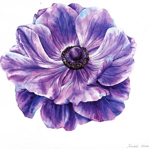 Pink purple anemone, Original watercolor floral painting, Realistic watercolor, Floral wall decor, Flower wall art, Aesthetic art