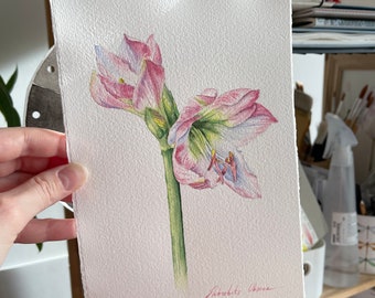 Soft pink amaryllis, Original watercolor  painting, Realistic watercolor, Floral wall decor, Flower wall art, Aesthetic botanical painting