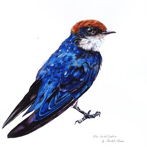 Golondrina azul de cola de alambre, pintura original de pájaro en acuarela, arte de pared para amantes de las aves, pintura de obra de arte de acuarela de pájaro