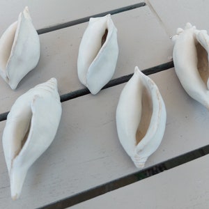 May include: Five white ceramic seashells with a smooth, glossy finish. The shells are arranged on a white wooden surface.
