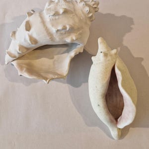 May include: Two ceramic conch shells in off-white and pale pink. The larger shell has a textured surface with protruding nodules. The smaller shell has a smooth exterior with a pink interior. Both shells are displayed on a neutral background.