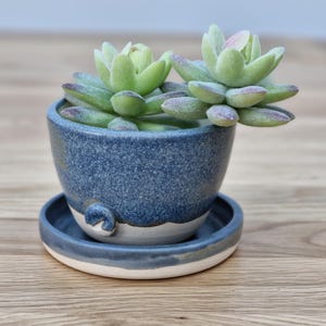 May include: A blue ceramic planter with a white rim and a matching saucer. The planter is filled with two green succulent plants.
