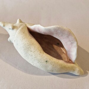 May include: A large, off-white conch shell with a speckled exterior and a pinkish-beige interior. The shell has a curved, elongated shape with a prominent opening and several small protrusions.