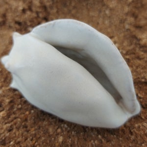 May include: A white seashell with a smooth, rounded surface. The shell is slightly open, revealing the inside.