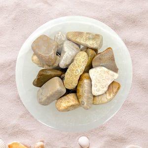 Peut inclure: Un bol blanc rempli de pierres fossiles polies aux tons beige, brun et ocre. Le bol est pos&eacute; sur du sable, avec des coquillages dispos&eacute;s autour. L'image &eacute;voque une esth&eacute;tique naturelle et c&ocirc;ti&egrave;re, avec les pierres et les coquillages.