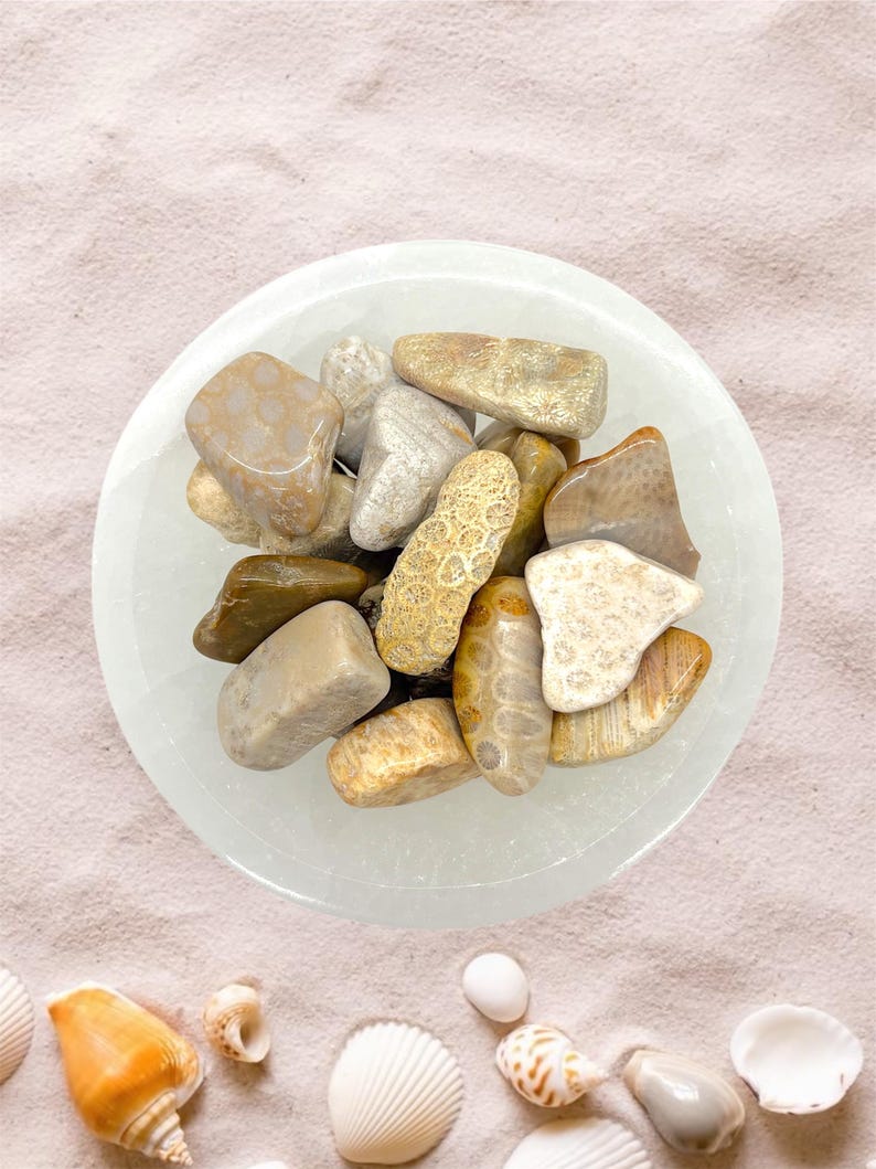 Peut inclure: Un bol blanc rempli de pierres fossiles polies aux tons beige, brun et ocre. Le bol est pos&eacute; sur du sable, avec des coquillages dispos&eacute;s autour. L'image &eacute;voque une esth&eacute;tique naturelle et c&ocirc;ti&egrave;re, avec les pierres et les coquillages.
