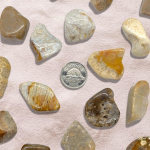 Peut inclure: Collection de pierres polies de diff&eacute;rentes formes et couleurs, notamment beige, marron et beige clair. Une pi&egrave;ce de 5 cents canadienne est incluse pour r&eacute;f&eacute;rence de taille. Les pierres sont dispos&eacute;es sur une surface rose clair.