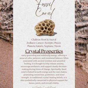 Peut inclure: Un sp&eacute;cimen de corail fossile beige avec une structure en nid d'abeille. L'image comprend le texte "Fossil Coral" et des d&eacute;tails sur ses propri&eacute;t&eacute;s, y compris son association avec les chakras Racine et Sacr&eacute; et les signes du zodiaque Cancer, Scorpion et Poissons.