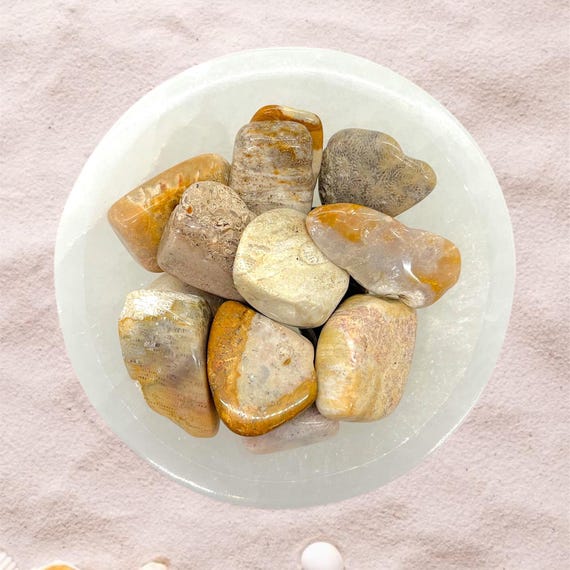 Fossil Coral Tumbled Stones - Stability • Growth • Well Being