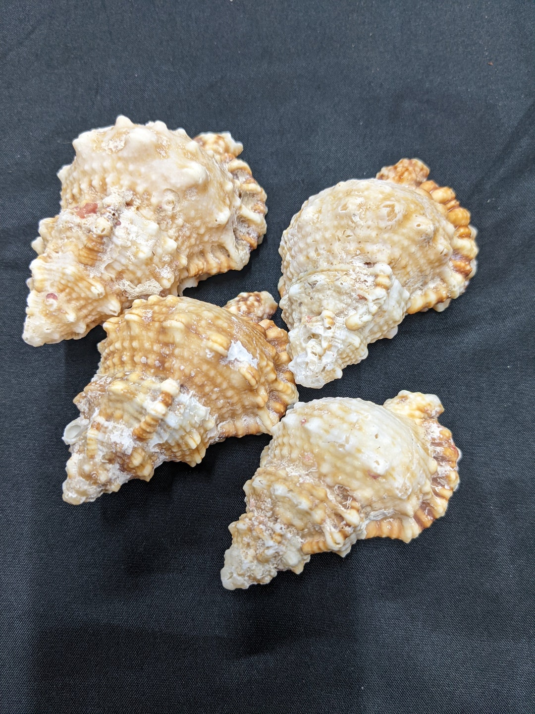 Set 4 Natural Conch Shell Seashells Natural Conch Shell Fish - Etsy