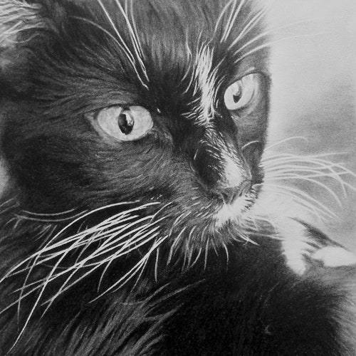 Cat Drawing | Charcoal shops | Cat Portrait | Pet Portrait | Pet Drawing | Pet Memorial | Cat Art | Gift