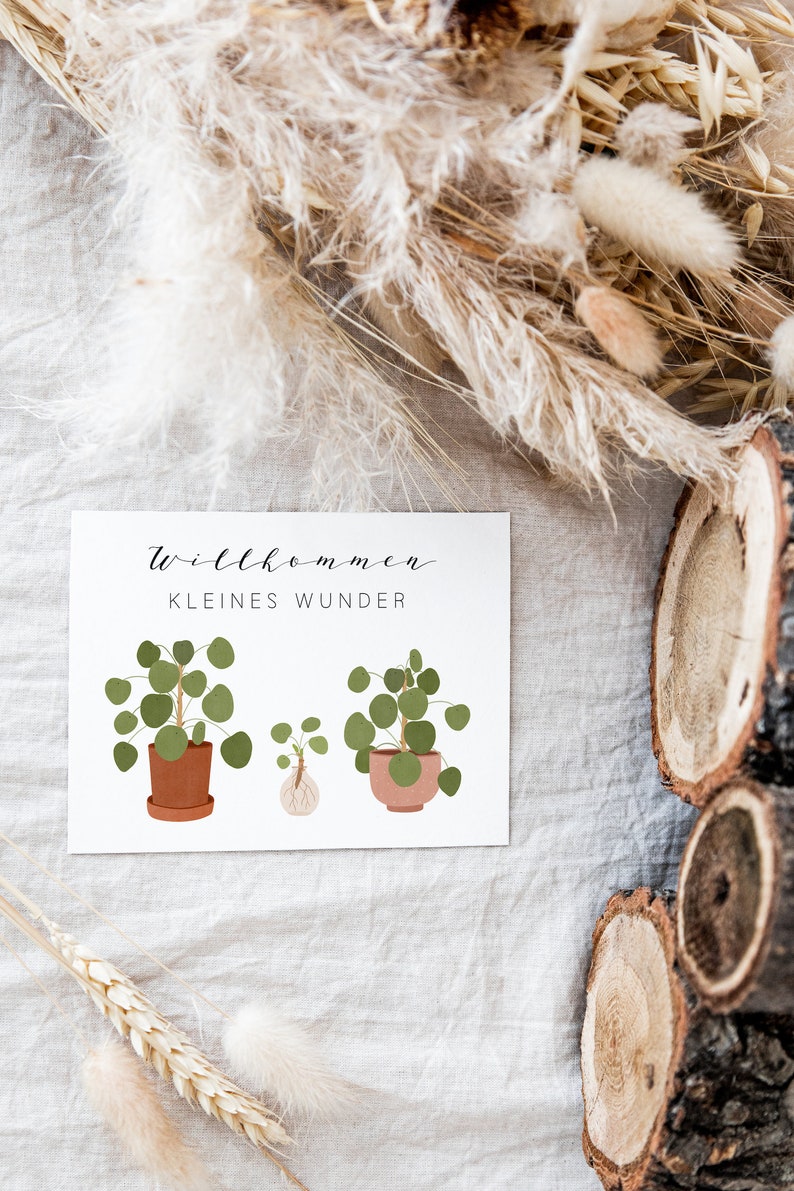 Postcard Baby Birth Welcome Little Miracle Pilea Plant Plant with Offshoot Birth Card Birth Gift image 5