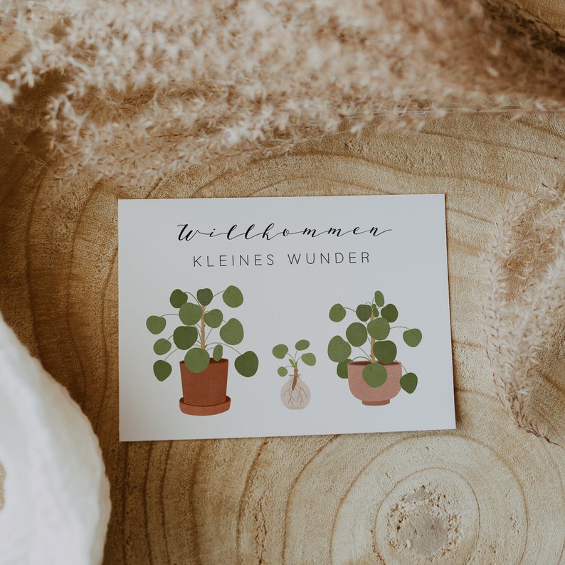 Postcard Baby Birth Welcome Little Miracle Pilea Plant Plant with Offshoot Birth Card Birth Gift image 2