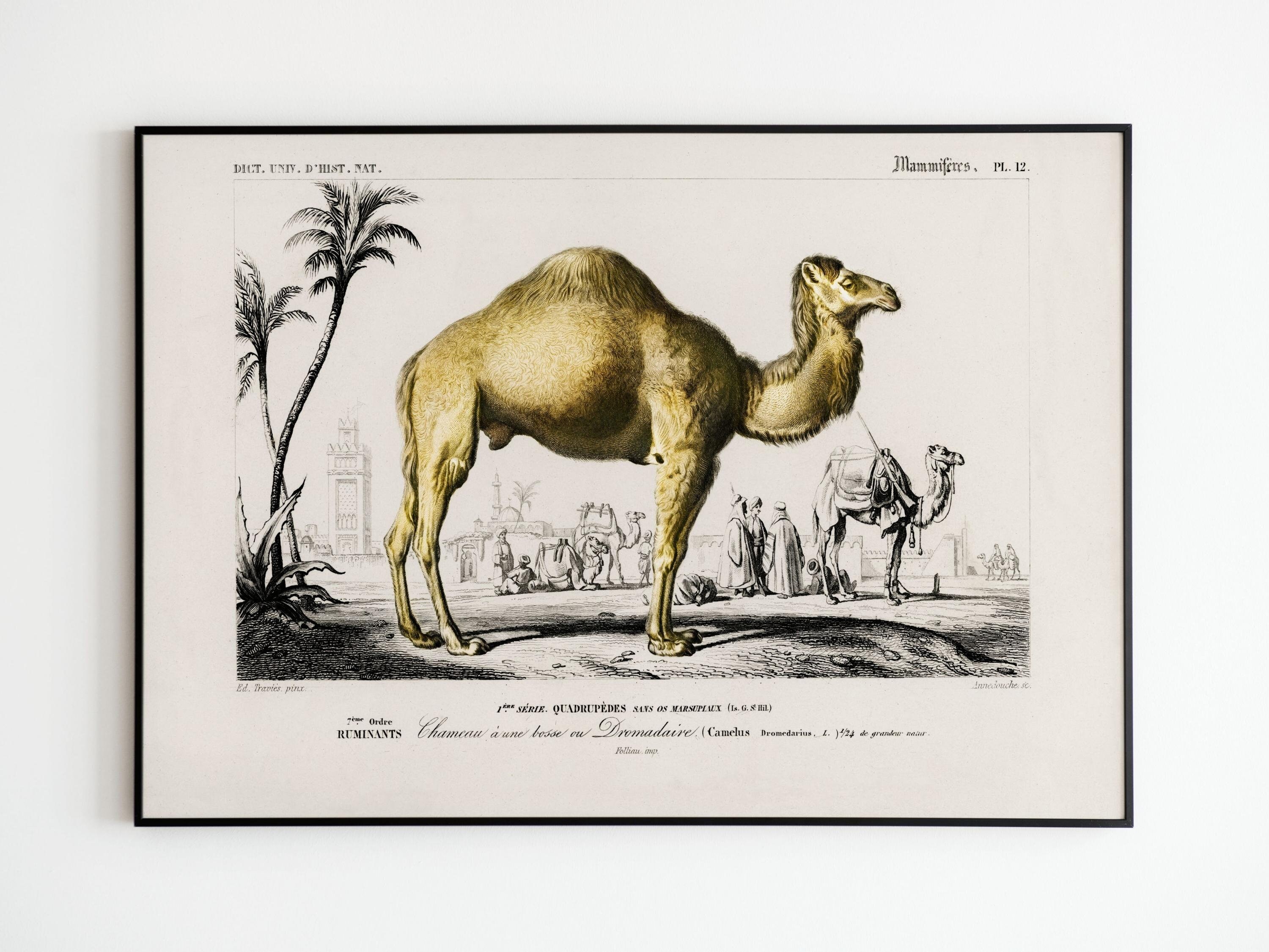 Affiche Vintage Dromadaire | Affiche Animaux Afrique Désert