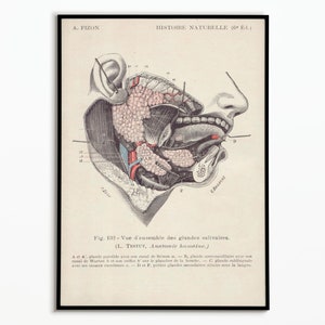 Vintage Poster Human Body Anatomy Medicine | Vintage Poster Human Body Anatomy Medicine