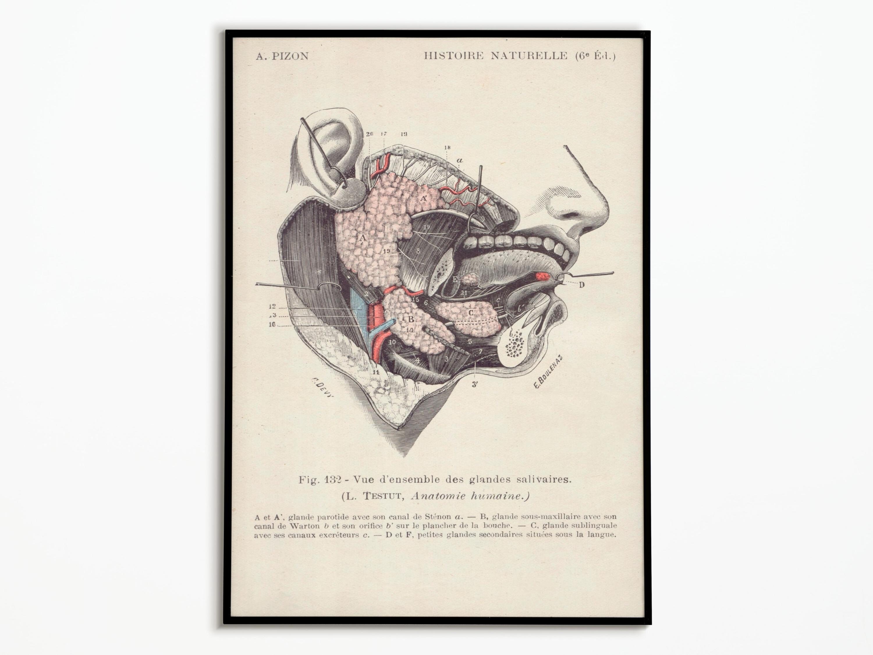 Affiche Vintage Corps Humain Anatomie Médecine | Vintage Poster Human Body Anatomy Medecine